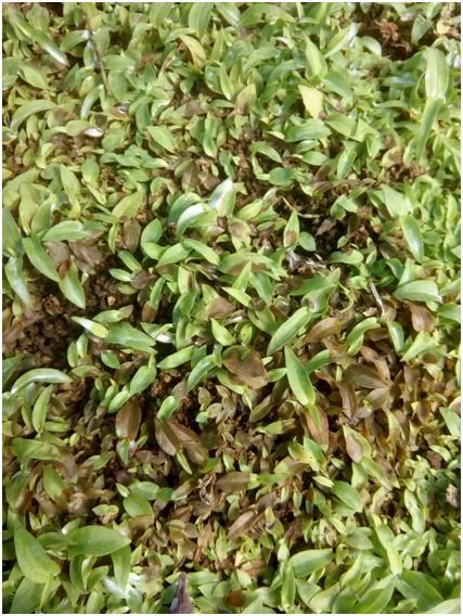 【浅谈白芨软腐病的症状以及治疗措施】- 